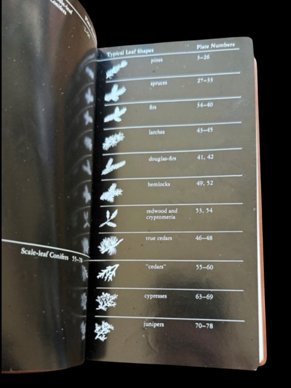 Vtg National Audubon Society Field Guide to North American Trees W Region 1980 - Picture 7 of 10